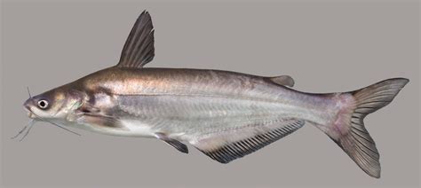 blue cap fish|Blue Catfish .